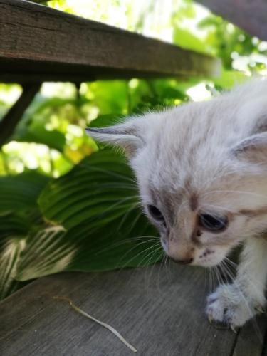 a white kitten walking on a wooden bench at Ansitz Grustdorf in Appiano sulla Strada del Vino