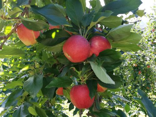 a bunch of red apples hanging from a tree at Ansitz Grustdorf in Appiano sulla Strada del Vino