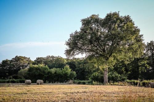two sheep grazing in a field next to a tree at Studio Les Pourettes in Feusines