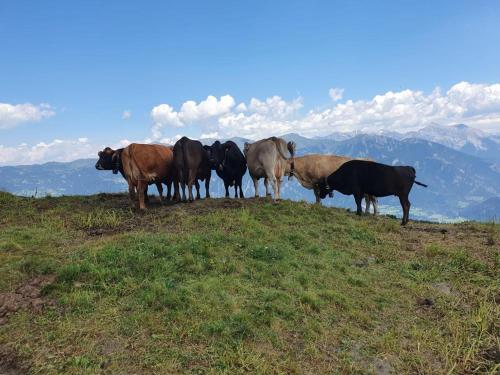a group of cows standing on top of a hill at ViVa B&B Urmein in Urmein