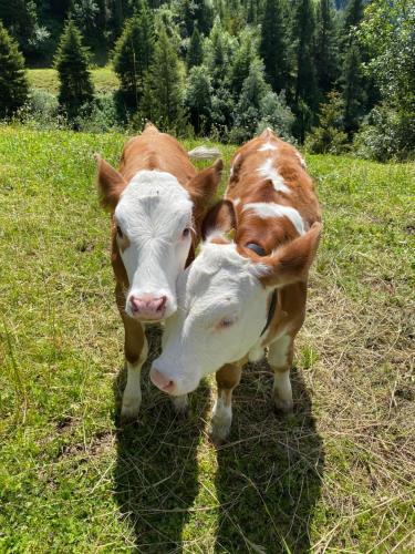 two brown and white cows standing in a field at Ferienwohnung Schiestl in Zell am Ziller