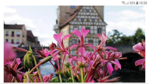 a bunch of pink flowers in front of a building at Gästehäuser Hölle 12 und Hölle 13 in Bamberg