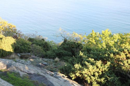 a view of the ocean from a hill with bushes at Villa Sankt Olof in Sankt Olof