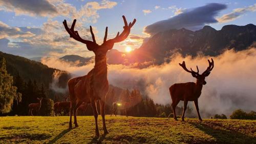 zwei Hirschstatuen auf einem Feld mit Sonnenuntergang in der Unterkunft Apparthaus Taxegger in Haus im Ennstal