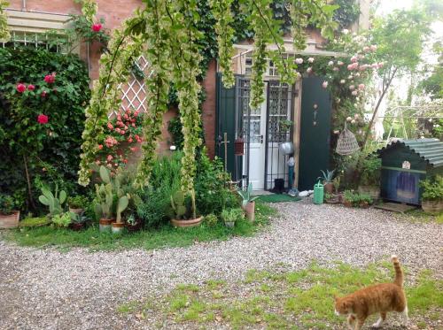 a cat walking in front of a house with plants at Al Porretto in Madonna della Provvidenza