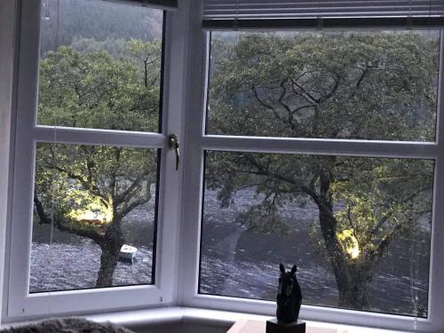 a cat sitting in front of a window looking out at The Coylet Inn by Loch Eck in Dunoon