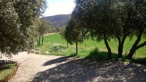 a dirt road with trees on the side of a field at La casa del estanque in Olocau del Rey