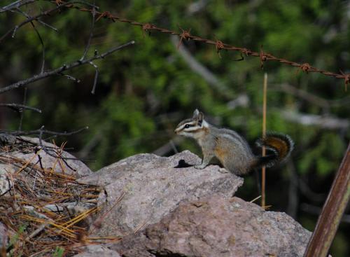 ホテルの敷地内または近くにいる動物