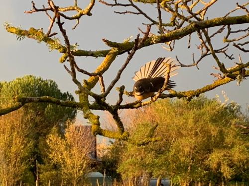 a bird perched on top of a tree branch at Quail Farm, Colonial charm in Nelson