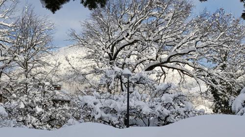 a tree covered in snow in front of a mountain at The Little Guesthouse in Salzburg