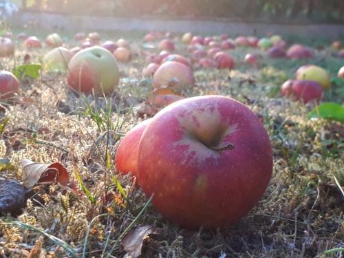 a bunch of apples laying on the grass at Ferienwohnung am Obstgarten in Bad Bocklet