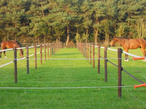 two horses standing in a field near a fence at LOGIES Tuin der Zinnen in Rijkevorsel