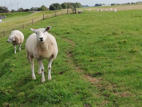 a herd of sheep standing in a field of grass at Ediths Haus in Rhauderfehn