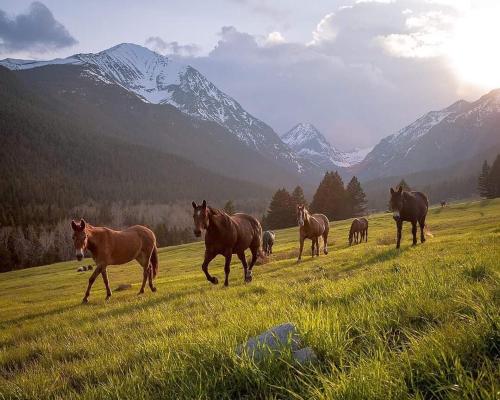 a herd of horses running in a field with mountains at The Wild Game Inn in Alta