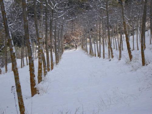 a snow covered path in a forest with trees at Agriturismo Istrice Innamorato in Campello sul Clitunno