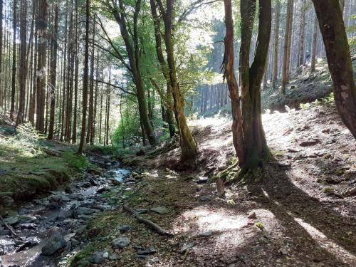 a stream in a forest with trees at Le Refuge d'Engreux in Houffalize