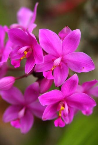 ラウトカにあるThe Fiji Orchidのギャラリーの写真