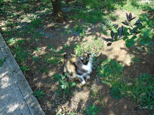 a cat sitting on the ground in the grass at Villa Tonia in Fasano