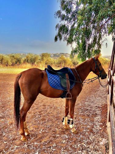 a brown horse standing next to a fence at The Ranch in Kfar Hazîr