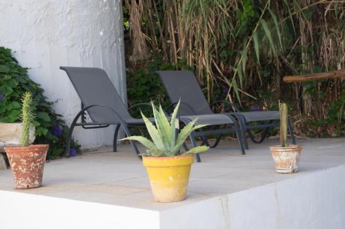 a yellow pot with a plant in it next to three chairs at Casa Da Cabeça in Faro