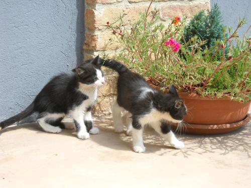 two black and white cats standing next to a potted plant at Agriturismo Cascina Monchiero in Bra