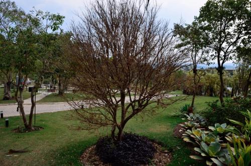 a tree in the middle of a park at Capão do Cerrado Pousada e Spa in Itabirito