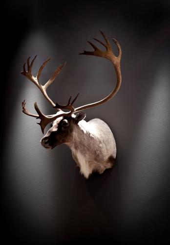 a fake deer head with antlers on a wall at Quality Hotel Skifer in Oppdal