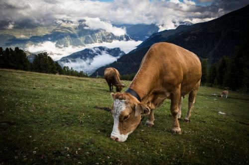 Apart Bergecho – Photos 3