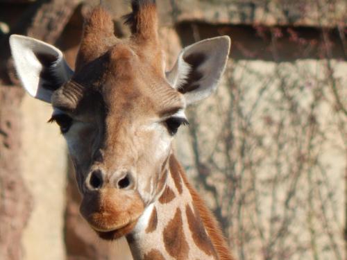 a close up of a giraffe looking at the camera at Flamingo Land - Cedar Wood CW49 in Kirby Misperton