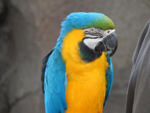 a blue and yellow parrot standing next to a person at Flamingo Land - Cedar Wood CW49 in Kirby Misperton