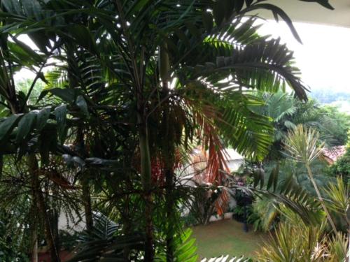 a palm tree in a room with other plants at Silvikris Villa in Colombo