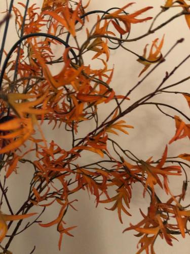 um ramo de laranjeira com folhas de laranja em Posada El Museo em Astudillo