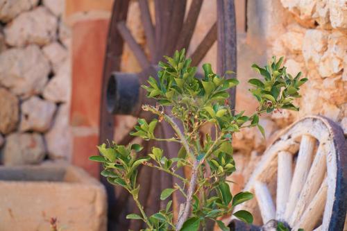 une usine devant une chaise devant une porte dans l'établissement Agroturismo Finca Sa Tanca, à Cala d´Or