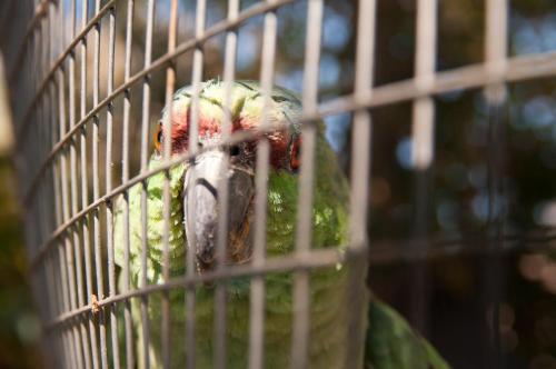 a green parrot in a bird cage at Faros Rooms in Livadia