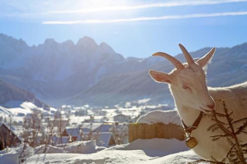 a goat standing on top of a snow covered city at Schwadenguetl in Gosau