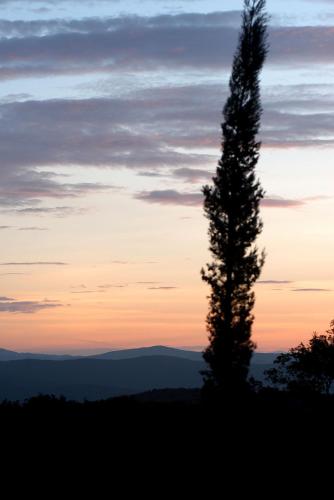 a tree sitting on top of a hill at sunset at Tenuta Seripa in Sassetta