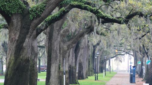 a row of trees in a park with a sidewalk at Hotel Indigo Savannah Historic District by IHG in Savannah