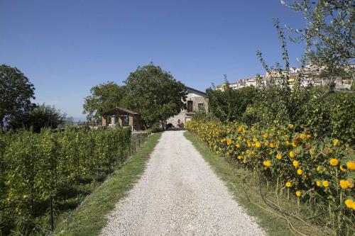a dirt road with a field of yellow flowers at Le Coste Affittacamere in San Lupo