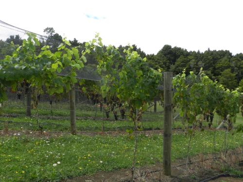 a bunch of grape vines in a field at Puketotara Lodge in Kerikeri