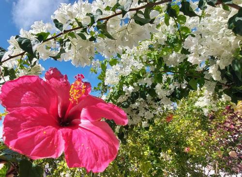 a pink flower on a tree with white flowers at Pension Tiputa Lodge Rangiroa in Tiputa