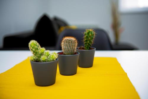 three cactus plants sitting on a yellow table at LUST PREMIUM Apartments in Kragujevac