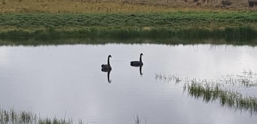 two birds swimming in a body of water at New Horizons Farm Stay in Smeaton