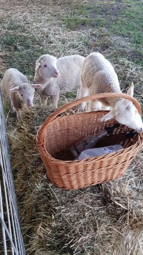 three lambs standing next to a basket of hay at New Horizons Farm Stay in Smeaton