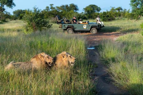two lions sitting in the tall grass with a jeep at Kambaku Safari Lodge in Timbavati Game Reserve