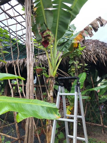 a camera on a tripod next to a banana tree at Bầu Bí Mini Farmstay Mekong - Tiền Giang in My Tho