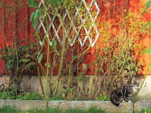 um gato está sentado ao lado de uma parede em 6 person holiday home in FLOBY em Floby
