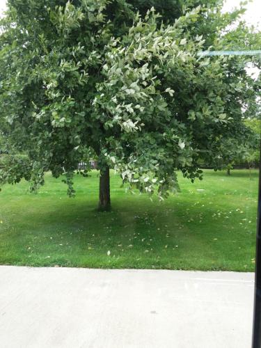 a tree in the middle of a green field at Lettermore 1 Apartment in Rathdrum