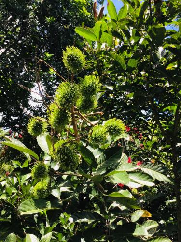a tree with lots of green fruits on it at B&B Garden Grecia in Grecia