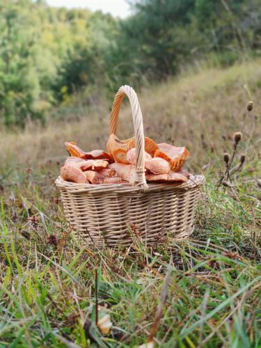 a basket of bread in the grass in a field at Apartamento vacacional in El Pont de Suert