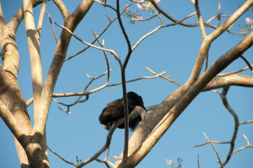 a bird perched on top of a tree branch at Sueño del Mar Beachfront Hotel in Tamarindo